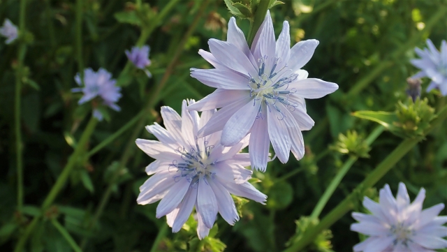 チコリの花